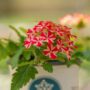 Verbena – Lanai Red Star – 4.5″ Pot